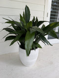 Large cast iron plant in a white textured cement pot on a porch