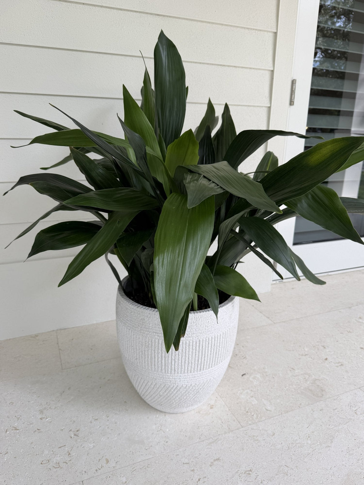 Large cast iron plant in a white textured cement pot on a porch