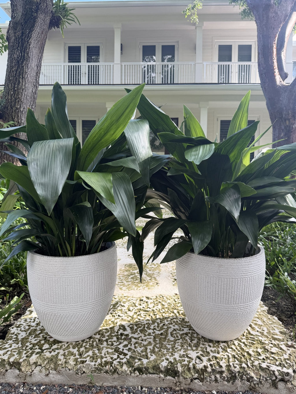 Two large cast iron plants in textured cement pots