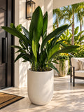 Large cast iron plant in a smooth white planter beside a front door