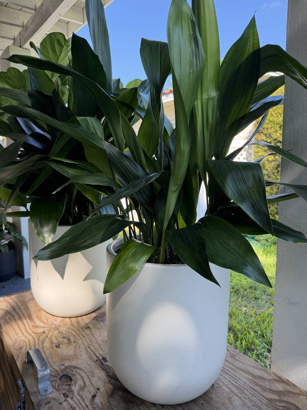 Cast iron plants in white planters outdoors
