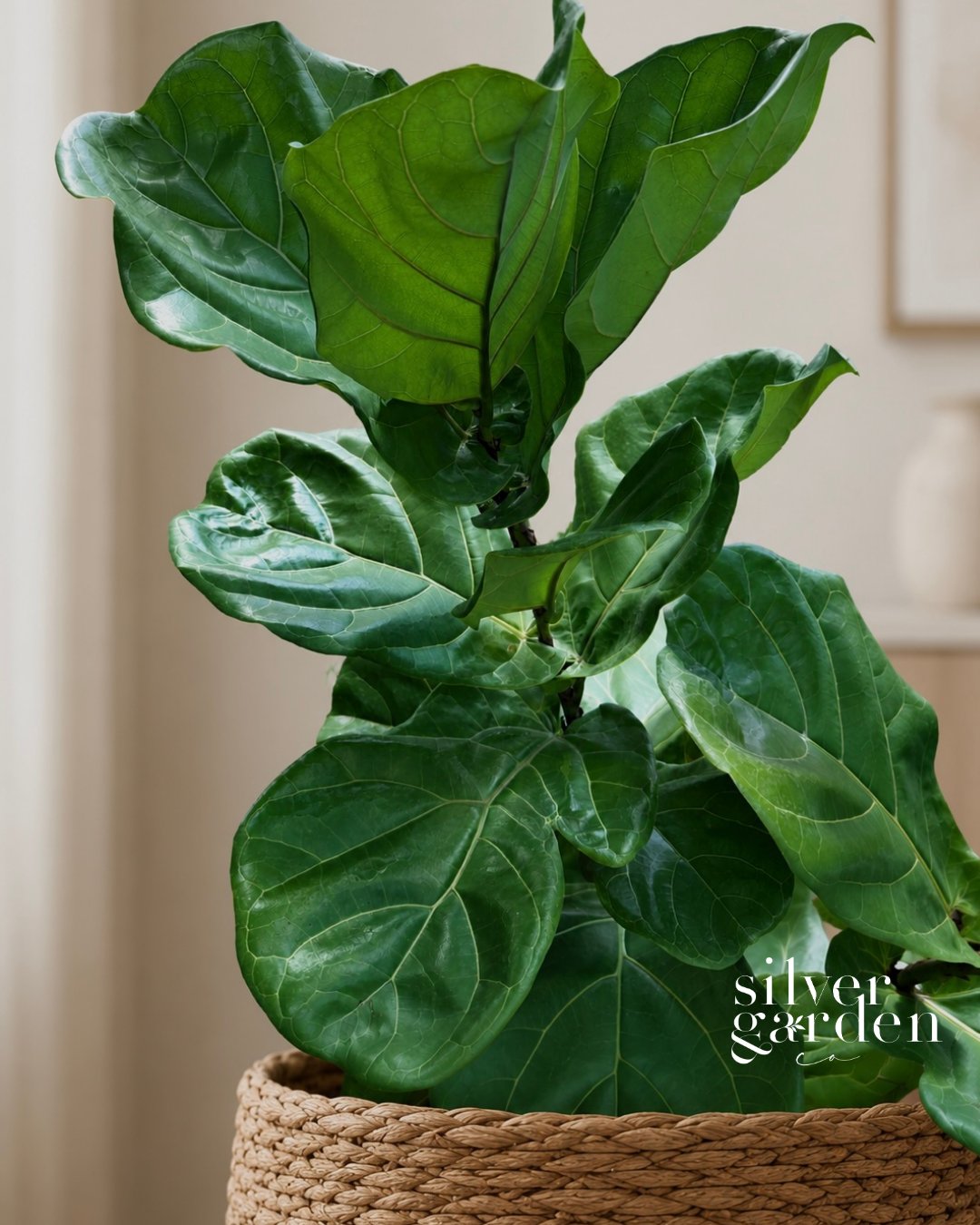 Leafy green plant in a woven basket