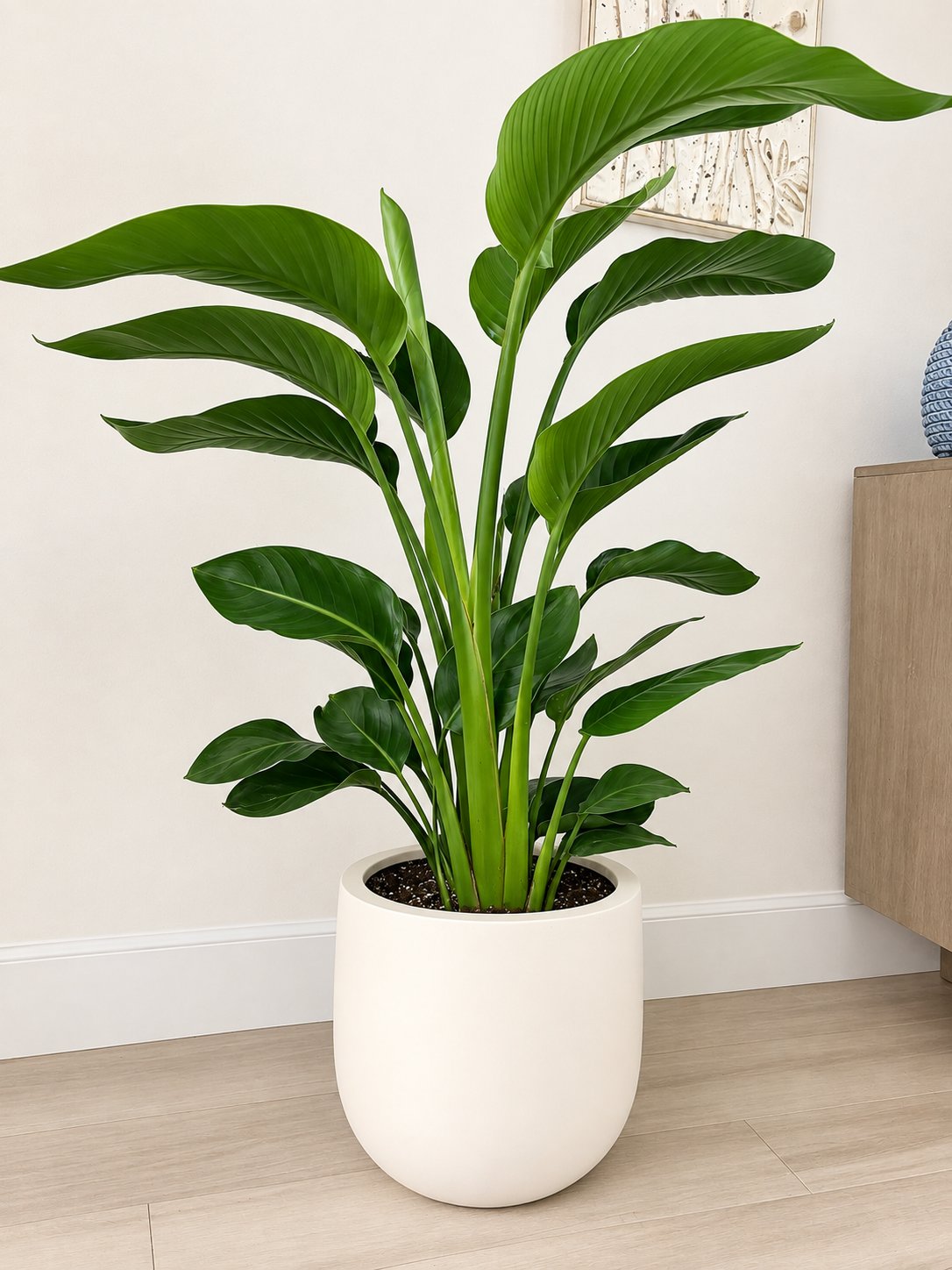 Tall leafy plant in a white planter