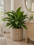 Floor plant in a woven basket styled in a bright living room