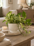 Pothos styled on a coffee table in a living room