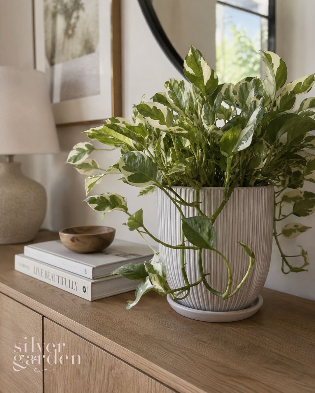 Variegated pothos in a ribbed planter on a console table